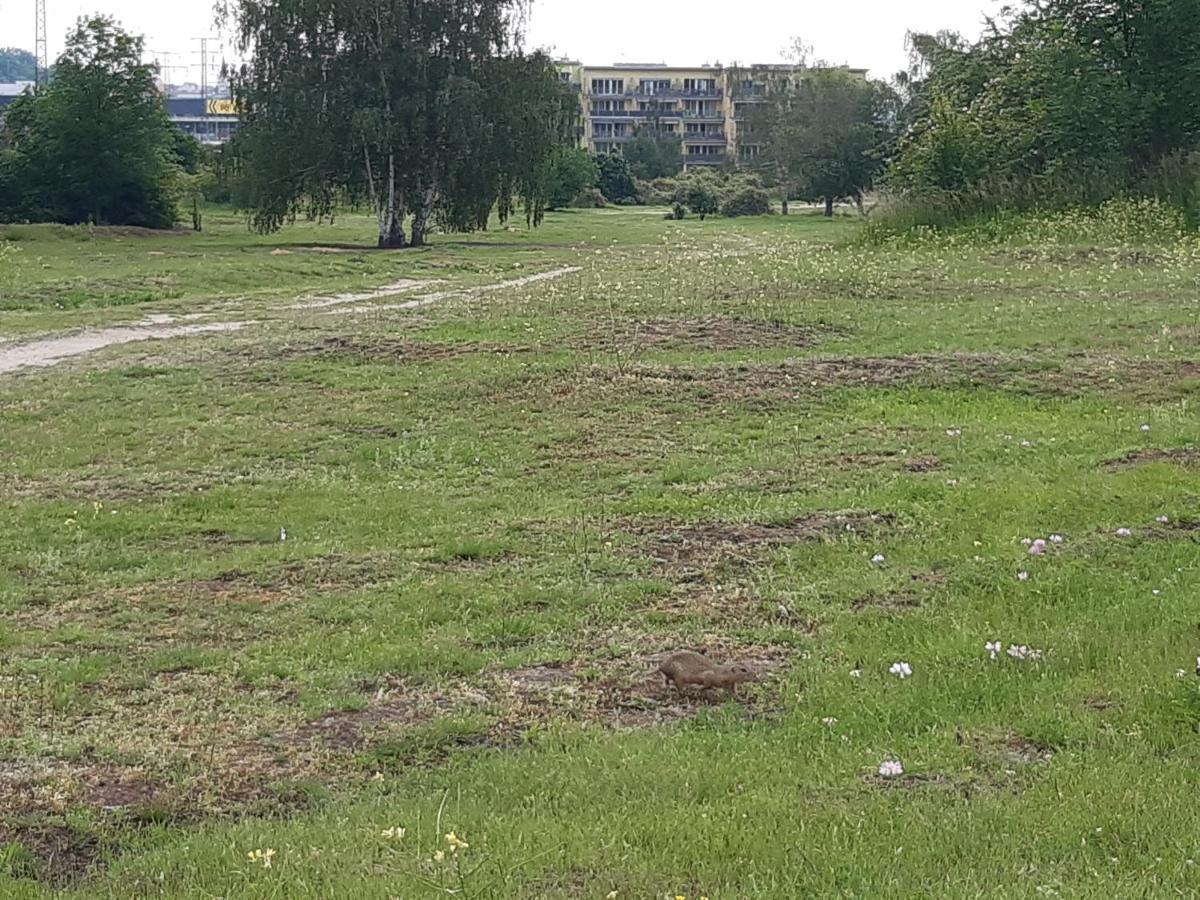 Apartment Park Radouc - 60M2 Mladá Boleslav Екстериор снимка